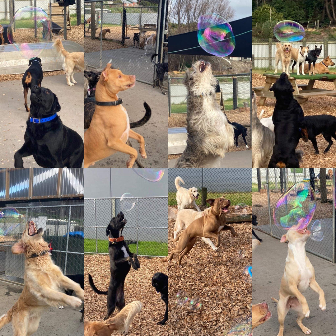 Giant Bubbles for Dogs - Your Dog Will Love Them - Giant Bubbles by Tinka - Tinka Giant Bubbles